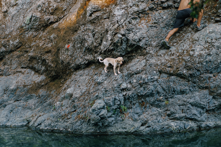 A dog at a natural waterfall spring shot at Samothraki on August of 2016, image by Ilias Antoniou.